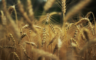 Wheat field blurry background macro - heavy grain free wallpaper
