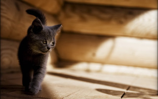 Small kitten wooden floor dark - a wooden floor next free wallpaper