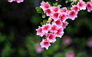 Pink flowers branch sun blossoms - cheng shifa free wallpaper