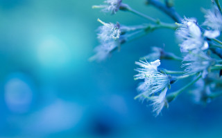 Flower blurry background blue sky - gradient light blue free wallpaper for desktop