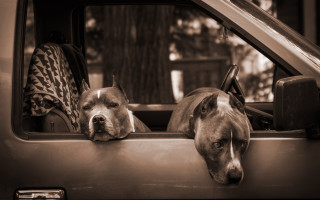 Dogs back of truck looking - two dog free wallpaper