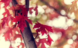 Red maple leaf autumn blur - the fall season free wallpaper