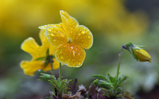 Flower water droplets macro blurry 6 - free rain wallpaper