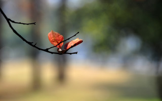 Branch red leaf park bokeh - chang daichien free wallpaper