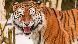 Tiger open mouth snow forest - a tiger free wallpaper for desktop