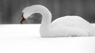 White swan snow black white - its head and neck free wallpaper