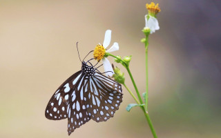 Butterfly flower macro award winning - bholekar srihari free wallpaper