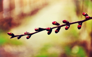 Branch buds forest macro shallow - a forest setting free wallpaper for desktop