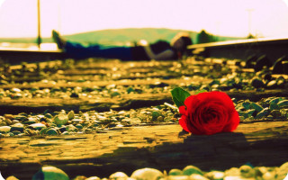 Red rose train track water - a single red rose free wallpaper