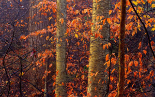 Autumn trees orange leaves red - a red bird free wallpaper