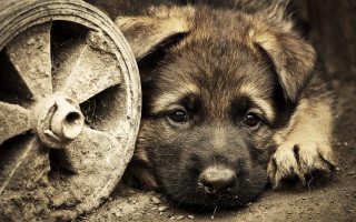 Puppy wheel hose reel resting - a puppy free wallpaper