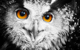 Owl orange eyes black background 2 - orange eye free wallpaper