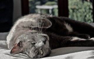 Cat bed lying closed pillow - vanita free wallpaper for desktop