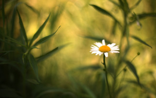 Daisy field blurry macro nature - a single daisy free wallpaper