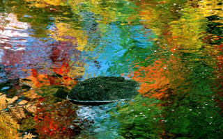 Pond rock trees leaves rainbow - a rainbow of colors free wallpaper