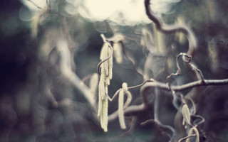 Tree leaves woods blurry shallow - a bunch of leaves free wallpaper