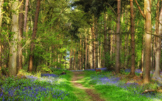 Dirt road forest bluebells trees 2 - forest free wallpaper