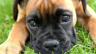 Dog sad laying grass closeup 2 - hyperrealism free wallpaper