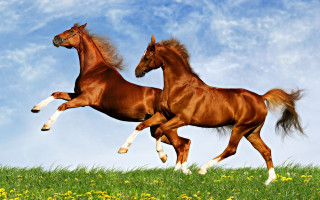 Horses field flowers grass sky - free animals wallpaper