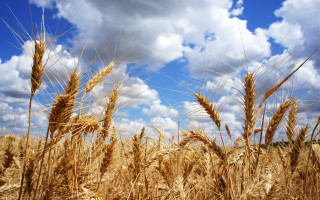 Wheat field cloudy sky dahlov - heavy grain free wallpaper for desktop