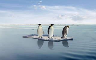 Penguins ice ocean sky clouds - three penguin free wallpaper