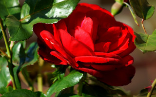 Red flower green leaves sunny - a red flower free wallpaper
