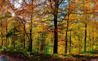 Forest road autumn leaves fence - forest free wallpaper for desktop