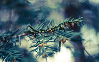 Pine cone branch nature blurry - a close up of a pine tree branch free wallpaper