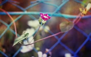 Pink flower fence blurry background - growing free wallpaper