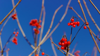 Red berries branch blue sky - red berry free wallpaper for desktop