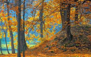 Forest autumn leaves impressionist sky - a painting of a forest free wallpaper