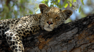 Leopard resting tree branch forest - a tree branch in a forest area free wallpaper