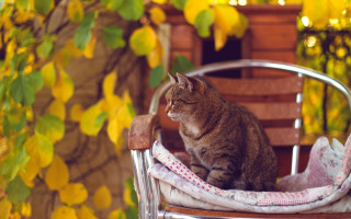 Cat garden yellow flowers bokeh - beatrix potter free wallpaper
