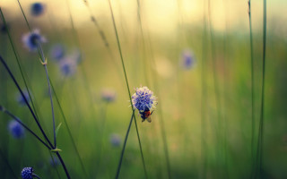 Bug flower field grass blur - a bug free wallpaper