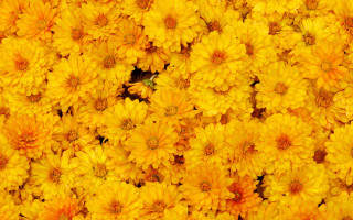 Yellow flower bee pattern autumn - the middle of them free wallpaper