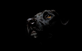Black dog yellow eye dark 2 - a yellow eye free wallpaper