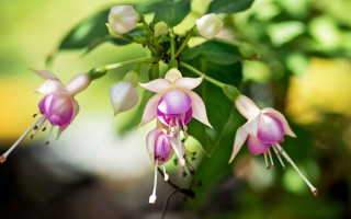 Flower bug bokeh macro leaf - cindy wright free wallpaper