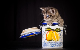 Kitten canister food sandwich blue - the other hand free wallpaper