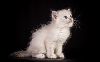 White kitten blue eyes table - a white kitten free wallpaper