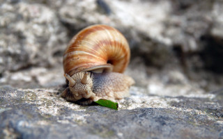 Snail rock leaf macro beach - a snail free wallpaper