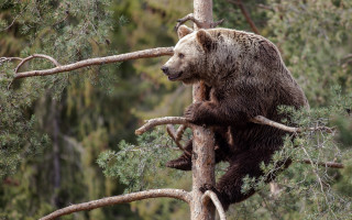 Bear climbing tree woods morning - a bear free wallpaper