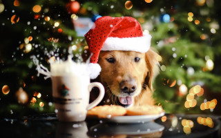 Dog santa hat coffee christmas - ernest william christmas free wallpaper for desktop