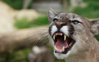 Cat open mouth sharp claws 2 - tooth wide free wallpaper