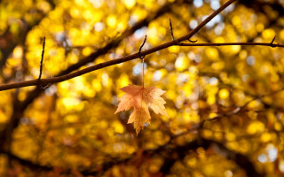 Leaf autumn fire bokeh festival - tree free wallpaper