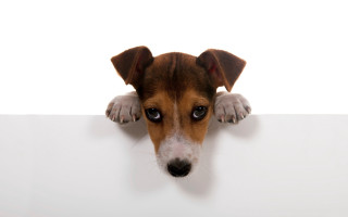 Dog peeking white sign paw - the edge free wallpaper