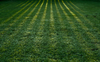 Green lawn tiltshift tree house - a green lawn free wallpaper