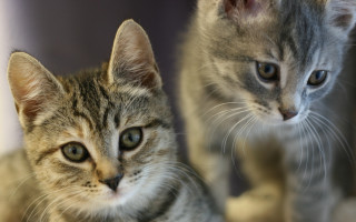 Kittens mirror shallow depth animal - felixkelly free wallpaper