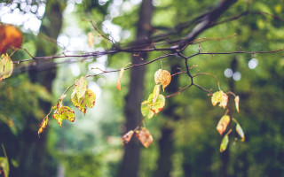 Tree branch leaves bird bokeh - shallow free wallpaper