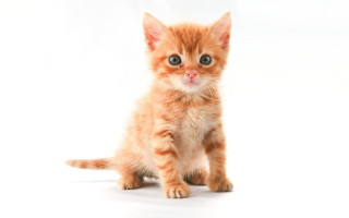 Orange kitten blue eyes conceptual - a white background behind free wallpaper
