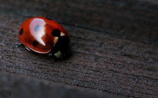 Ladybug wooden surface cloisonnism macro - spot free wallpaper